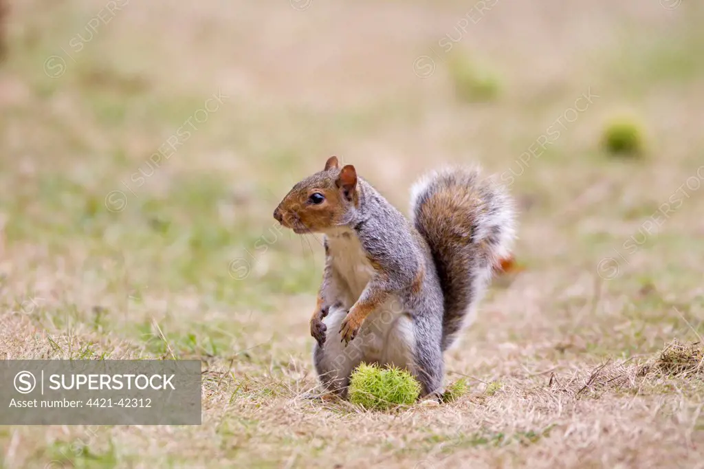 Eastern Grey Squirrel (Sciurus carolinensis) introduced species, adult, feeding on Sweet Chestnut (Castanea sativa) nut, Minsmere RSPB Reserve, Suffolk, England, October