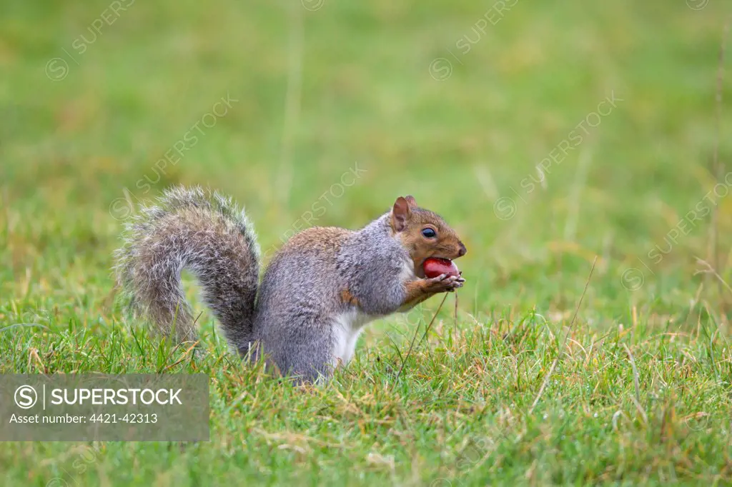 Eastern Grey Squirrel (Sciurus carolinensis) introduced species, adult, feeding on Sweet Chestnut (Castanea sativa) nut, Minsmere RSPB Reserve, Suffolk, England, October