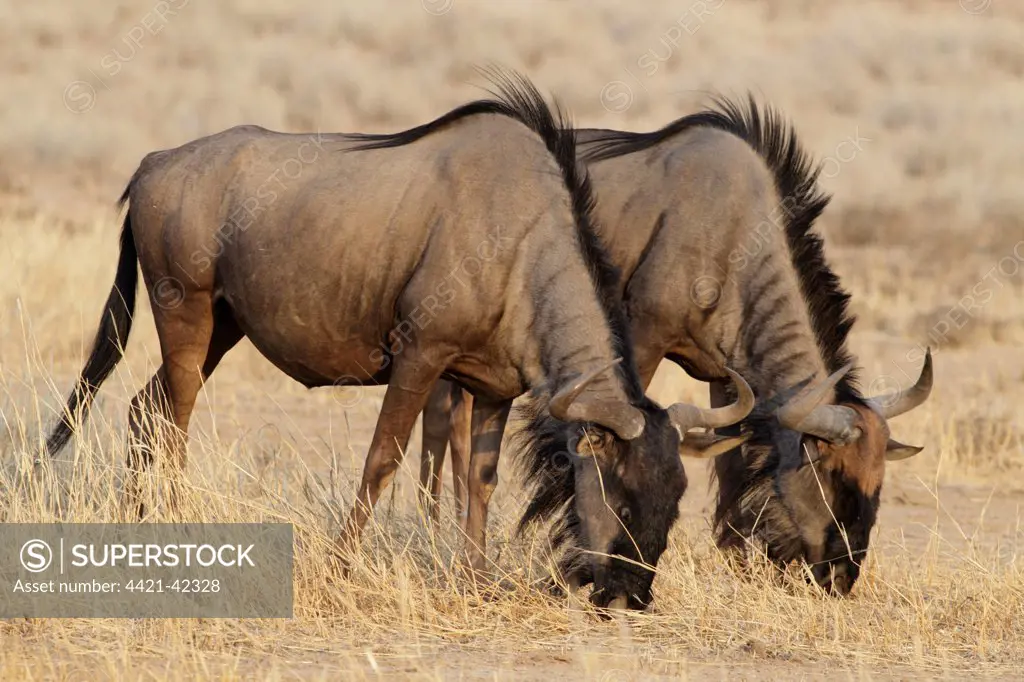 Blue Wildebeest (Connochaetus taurinus) two adults, feeding, grazing on dry grass, Kgalagadi Transfrontier Park, Kalahari Gemsbok N.P., Northern Cape, South Africa, October
