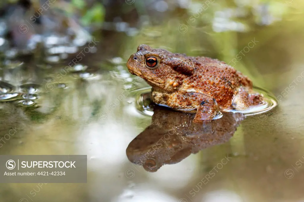 Common Toad (Bufo bufo) adult, sitting in shallow water, Warwickshire, England, August
