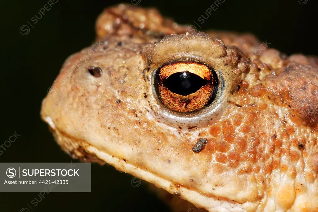 Common Toad (Bufo bufo) adult, close-up of head, Warwickshire, England, August