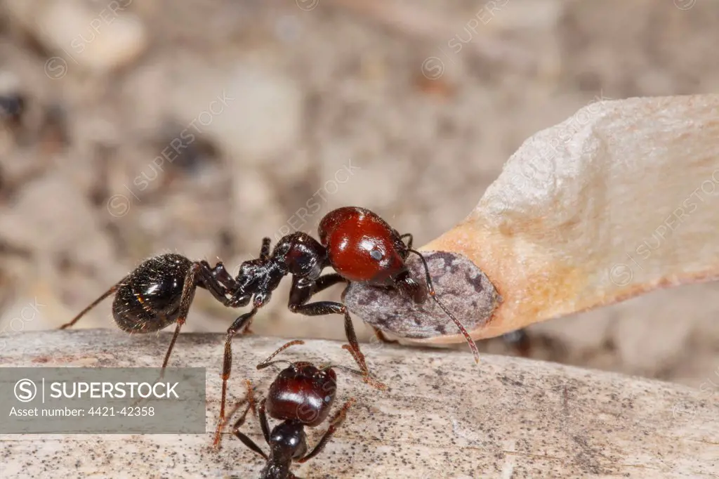 Harvester Ant (Messor barbara) median worker, carrying pine seed, Chaine des Alpilles, Bouches-du-Rhone, Provence, France, June