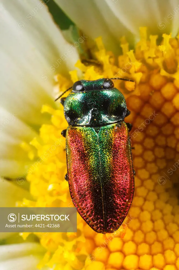 Jewel Beetle (Anthaxia fulgurans) adult female, feeding on Ox-eye Daisy (Leucanthemum vulgare) flower, Causse de Gramat, Massif Central, Lot Region, France, June