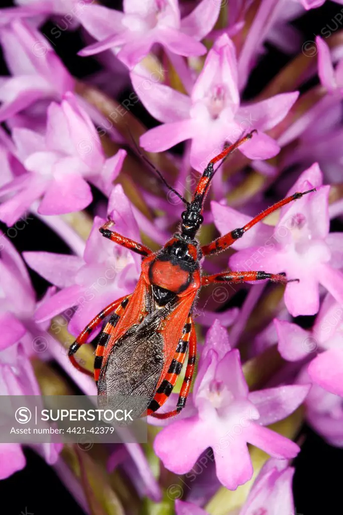 Red Assassin Bug (Rhynocoris iracundus) adult, on Pyramidal Orchid (Anacamptis pyramidalis) flowers, Causse de Gramat, Massif Central, Lot Region, France, June