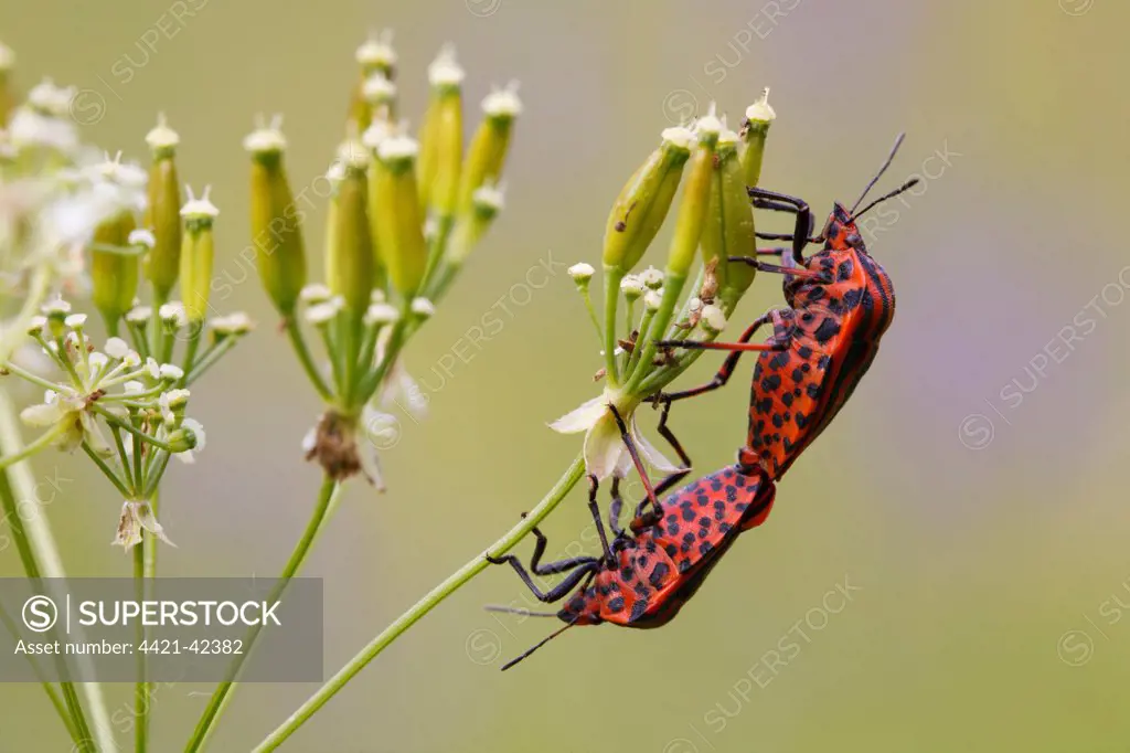 Red-and-black Striped Shieldbug (Graphosoma italicum) adult pair, mating on umbellifer seedhead, Causse de Gramat, Massif Central, Lot Region, France, June