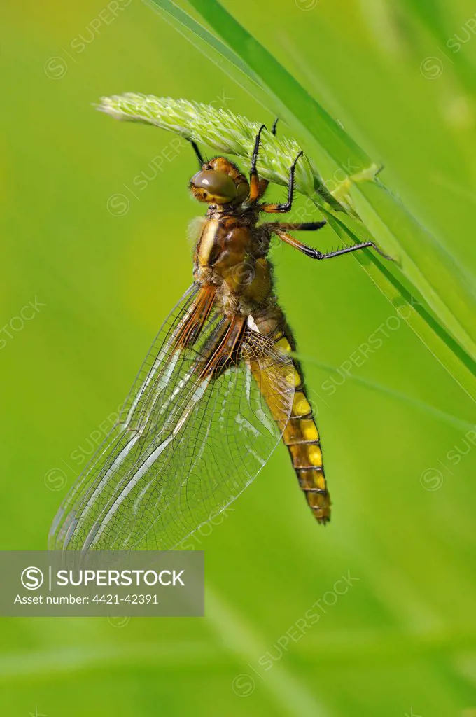 Broad-bodied Chaser (Libellula depressa) adult, newly emerged teneral, drying wings, resting on grass, Oxfordshire, England, May