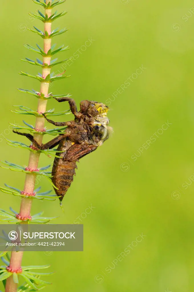 Broad-bodied Chaser (Libellula depressa) adult, emerging from larval skin, Oxfordshire, England, May