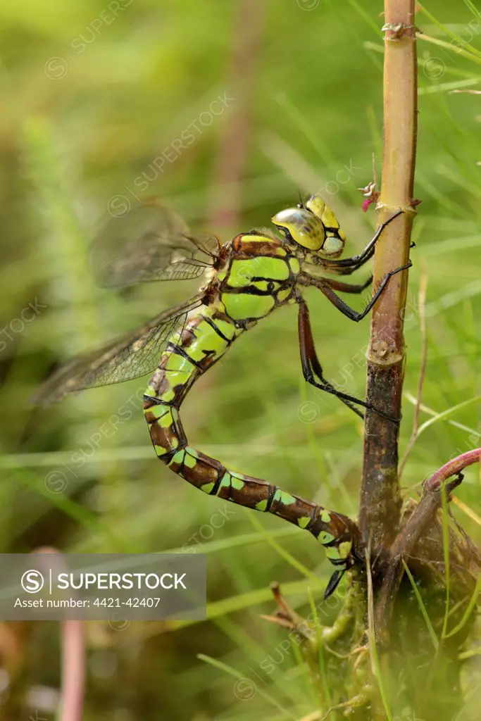 Southern Hawker (Aeshna cyanea) adult female, laying eggs in Water Mint (Mentha aquatica) stem, Oxfordshire, England, August