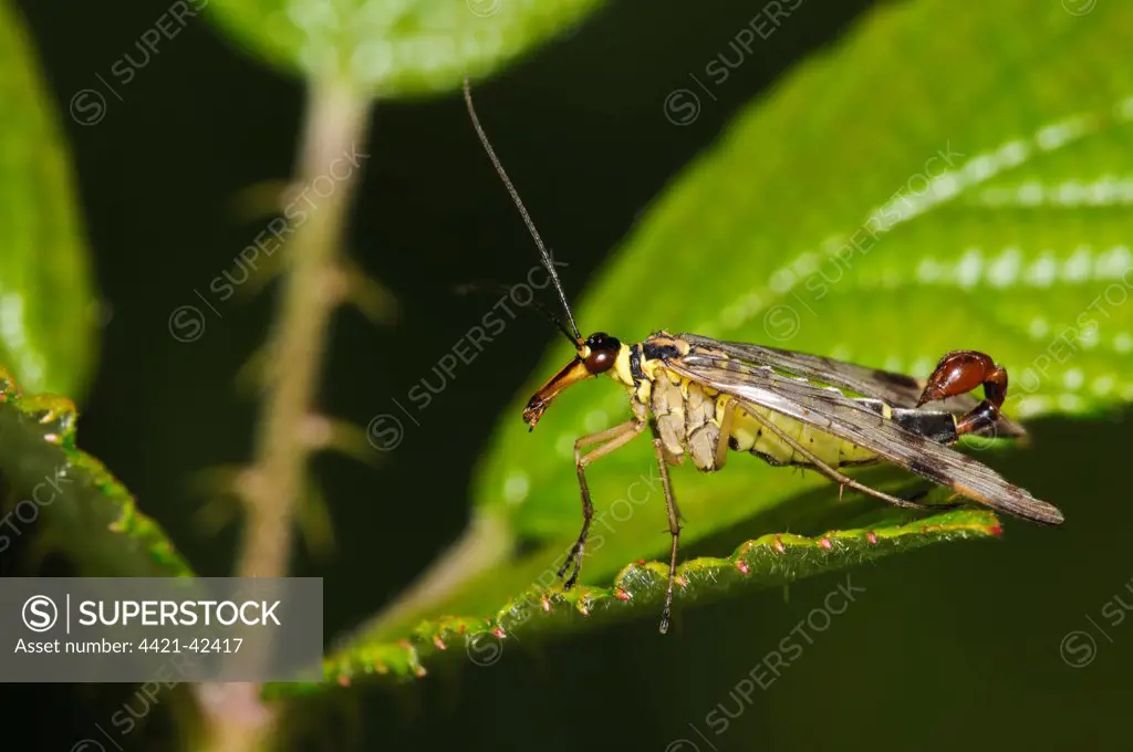 Common Scorpionfly (Panorpa communis) adult male, resting on bramble leaf, Southwater Woods, West Sussex, England, July