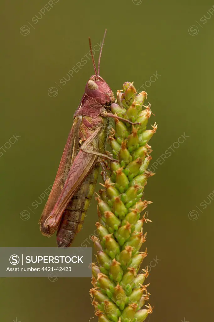 Meadow Grasshopper (Chorthippus parallelus) purple form, adult male, resting on seedhead, Coombes Dale, Peak District, Derbyshire, England, September