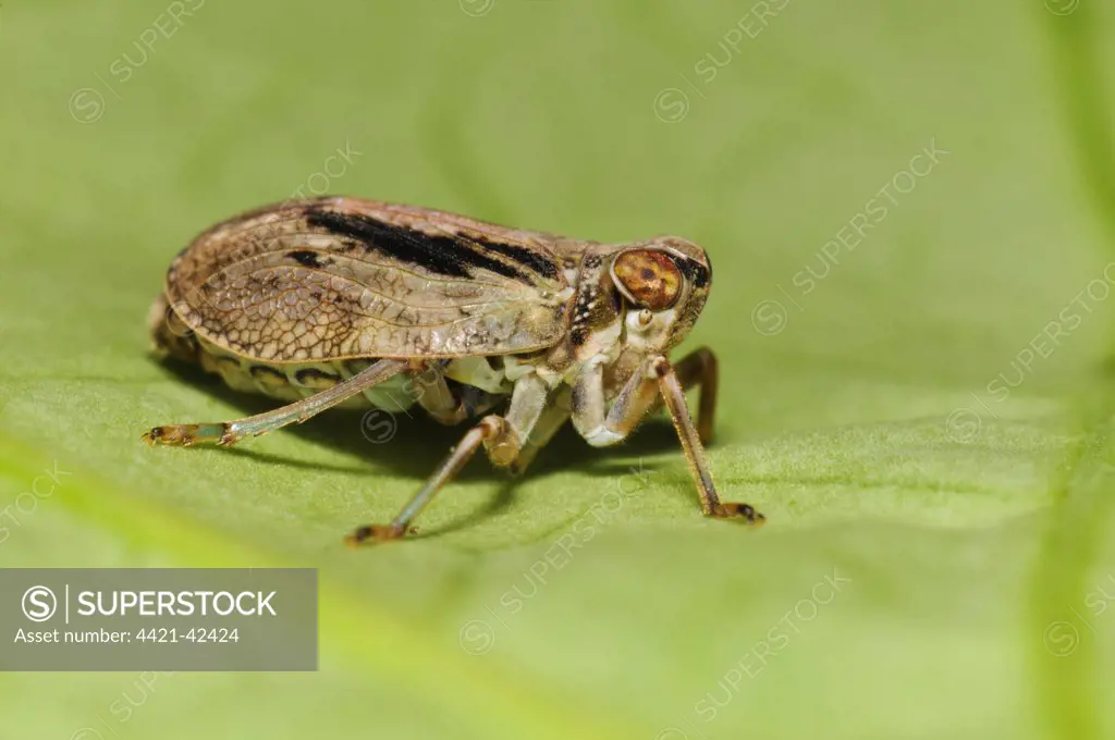 Planthopper (Issus coleoptratus) adult, resting on leaf in garden, Belvedere, Bexley, Kent, England, July