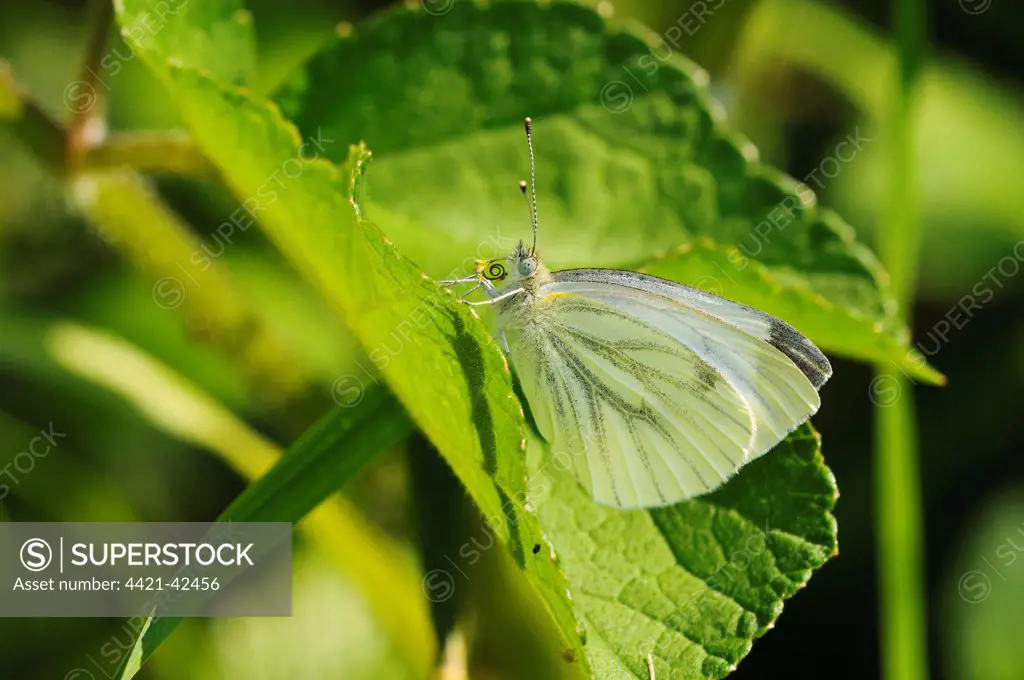 Green-veined White (Pieris napi) adult, with large pollen grains stuck to probosis, resting on leaf, Southwater Woods, West Sussex, England, July