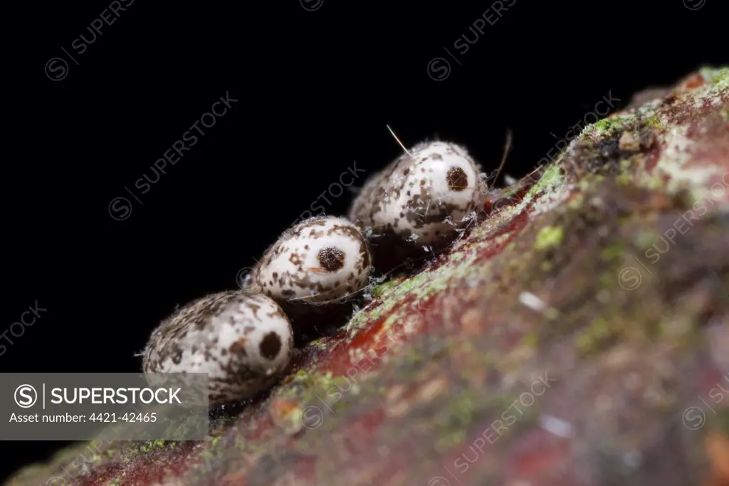 December Moth (Poecilocampa populi) over-wintering eggs, laid on birch twig, Powys, Wales, February