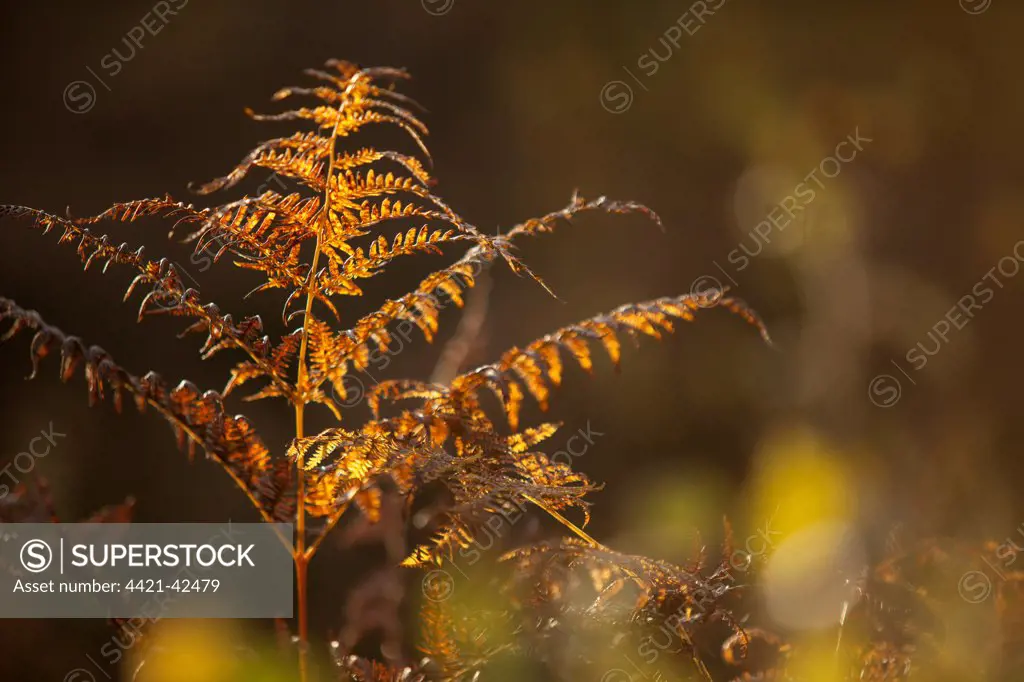Bracken (Pteridium aquilinum) fronds in autumn colour, Greno Woods Reserve, Sheffield, South Yorkshire, England, October