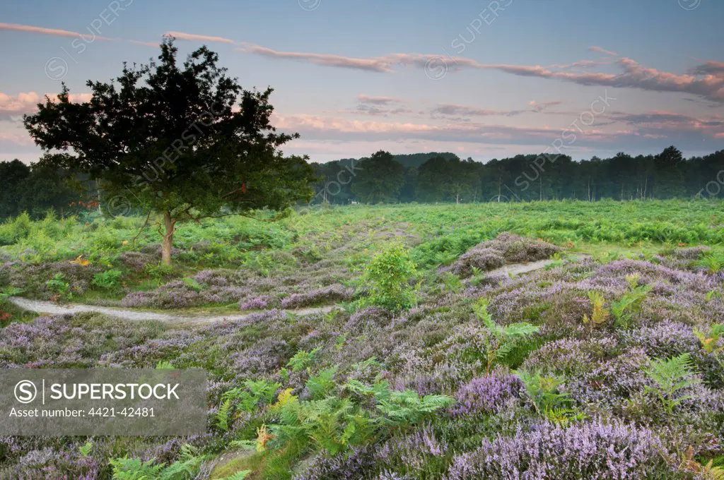Bracken (Pteridium aquilinum) with Common Heather (Calluna vulgaris) flowering, growing on lowland heathland habitat at dawn, Hothfield Heathlands, Hothfield, Kent, England, August