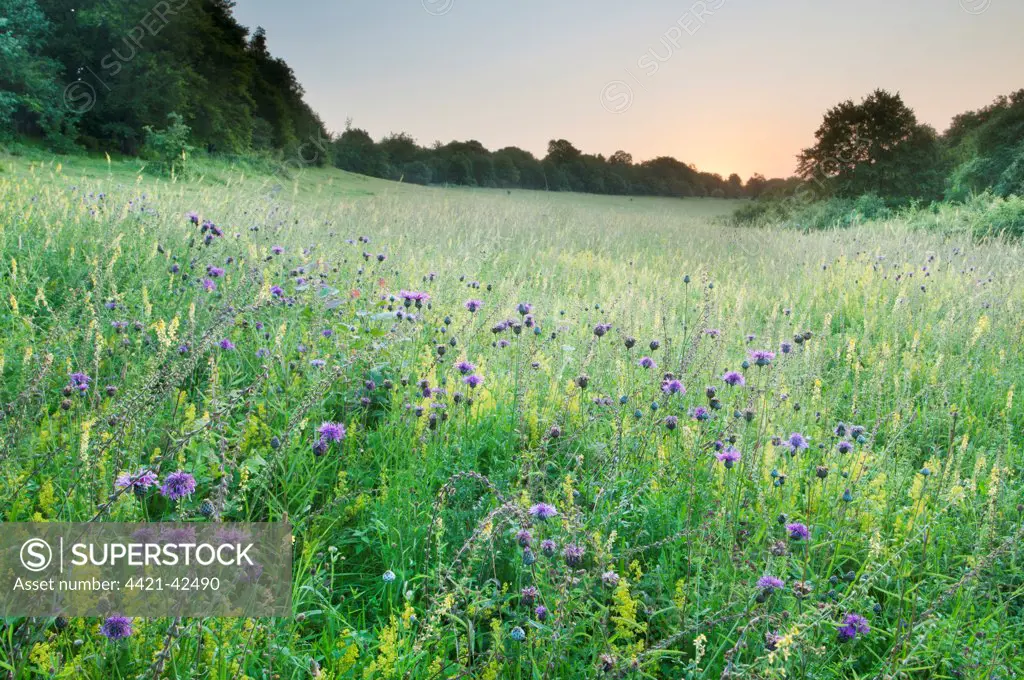 Greater Knapweed (Centaurea scabiosa) and Common Meadow-rue (Thalictrum flavum) flowering, growing on chalk downland habitat at dawn, North Downs, Kent, England, July