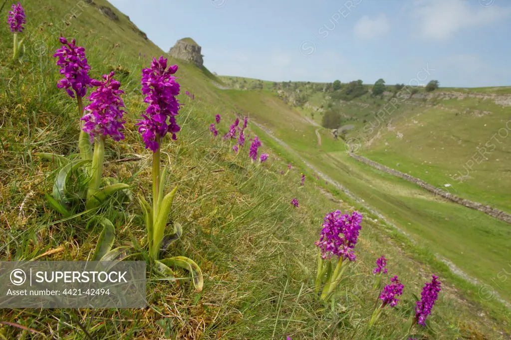 Early Purple Orchid (Orchis mascula) flowering, growing on slope in habitat, with Peter's Stone in distance, Cressbrook Dale, Derbyshire Dales N.N.R., White Peak, Peak District N.P., Derbyshire, England, May