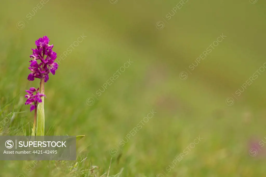 Early Purple Orchid (Orchis mascula) flowering, growing on slope, Cressbrook Dale, Derbyshire Dales N.N.R., White Peak, Peak District N.P., Derbyshire, England, May