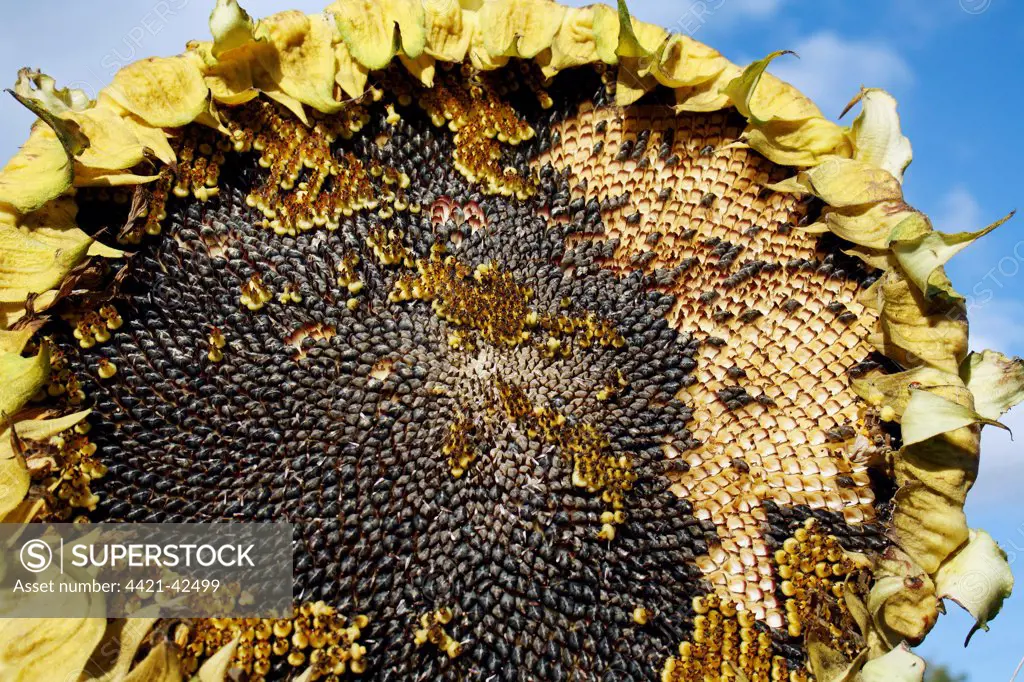 Sunflower (Helianthus annuus) 'Ray of Sunshine', close-up of seedhead, with ripe seeds, growing in garden allotment, Bacton, Suffolk, England, October