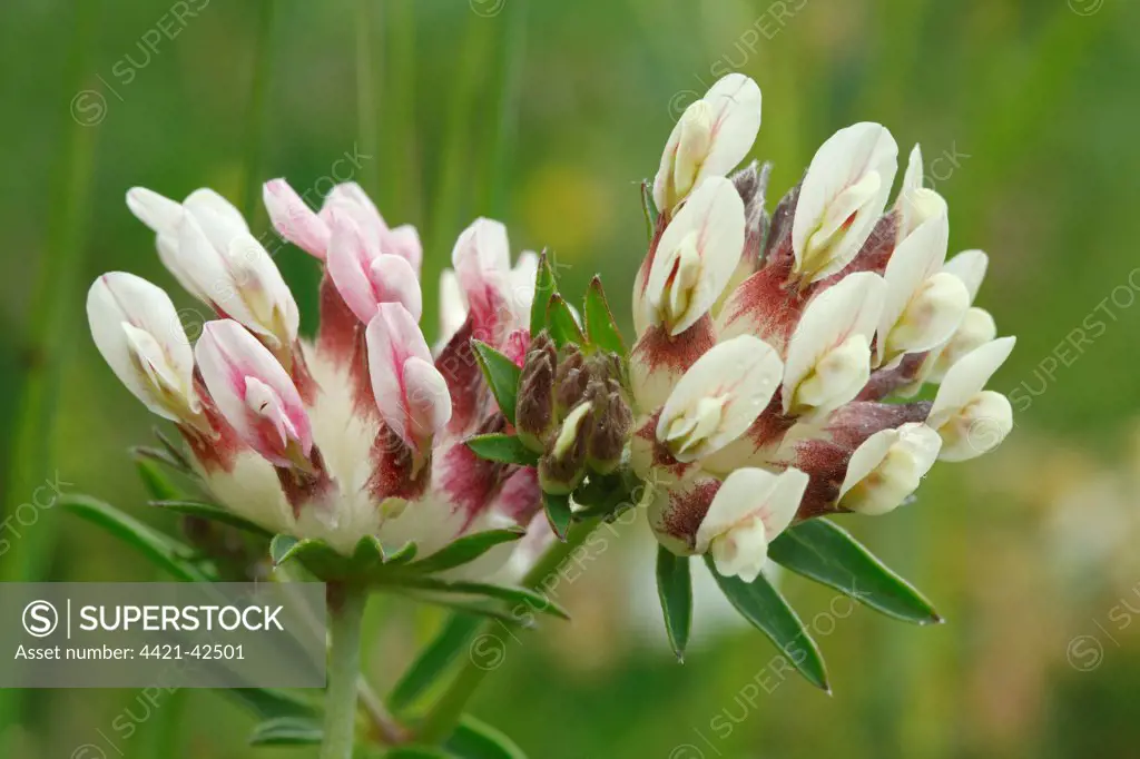 Kidney-vetch (Anthyllis vulneraria) white and pink flowered form, close-up of flowers, Causse Mejean, Massif Central, Lozere, France, June