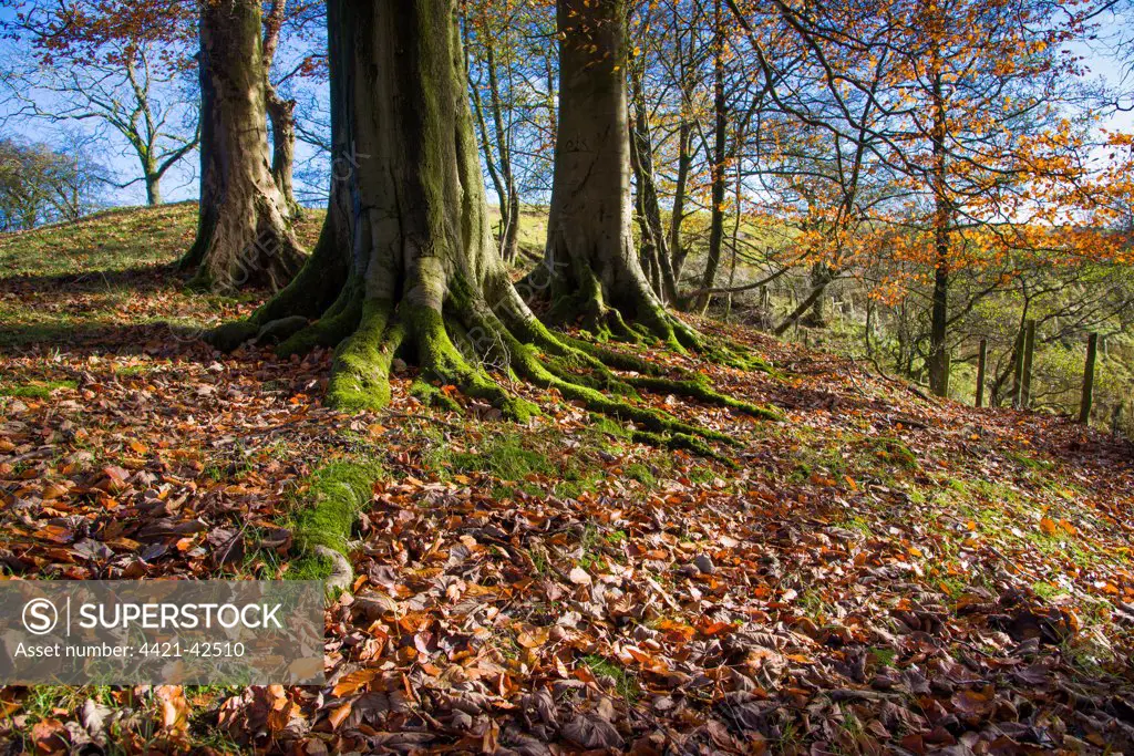 Common Beech (Fagus sylvatica) trunks and fallen leaves, Dinkling Green Brook, Dinkling Green, Whitewell, Clitheroe, Lancashire, England, November