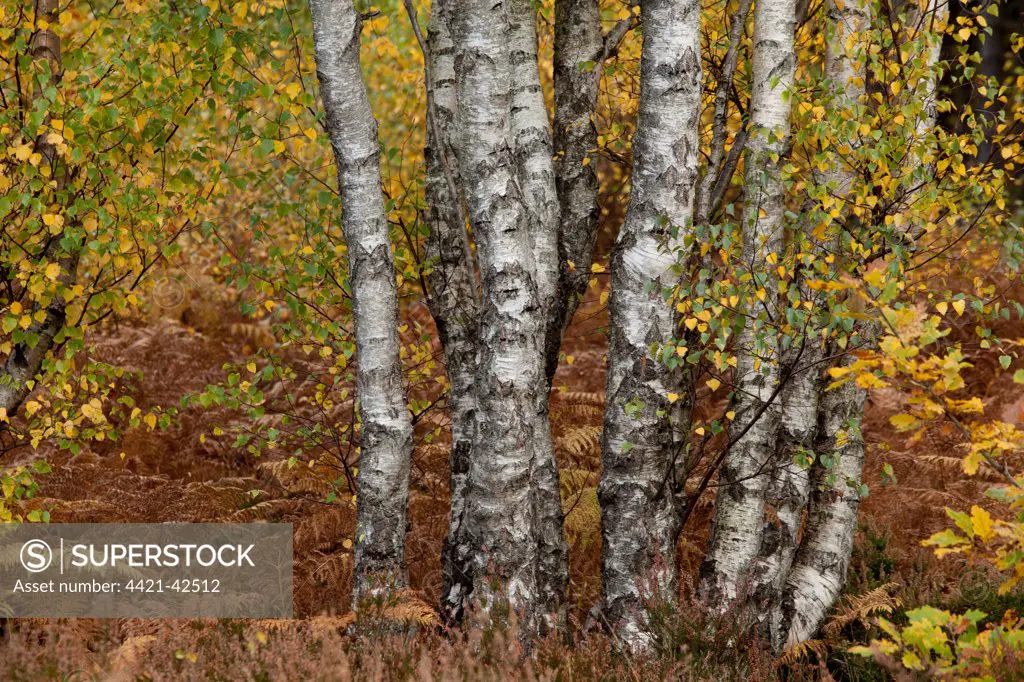 Silver Birch (Betula pendula) trunks and leaves in autumn colour, Greno Woods Reserve, Sheffield, South Yorkshire, England, October