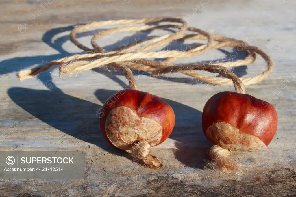 Horse Chestnut (Aesculus hippocastanum) two nuts, threaded on strings for traditional game of 'conkers', Bacton, Suffolk, England, October