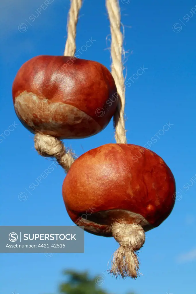 Horse Chestnut (Aesculus hippocastanum) two nuts, threaded on strings for traditional game of 'conkers', Bacton, Suffolk, England, October
