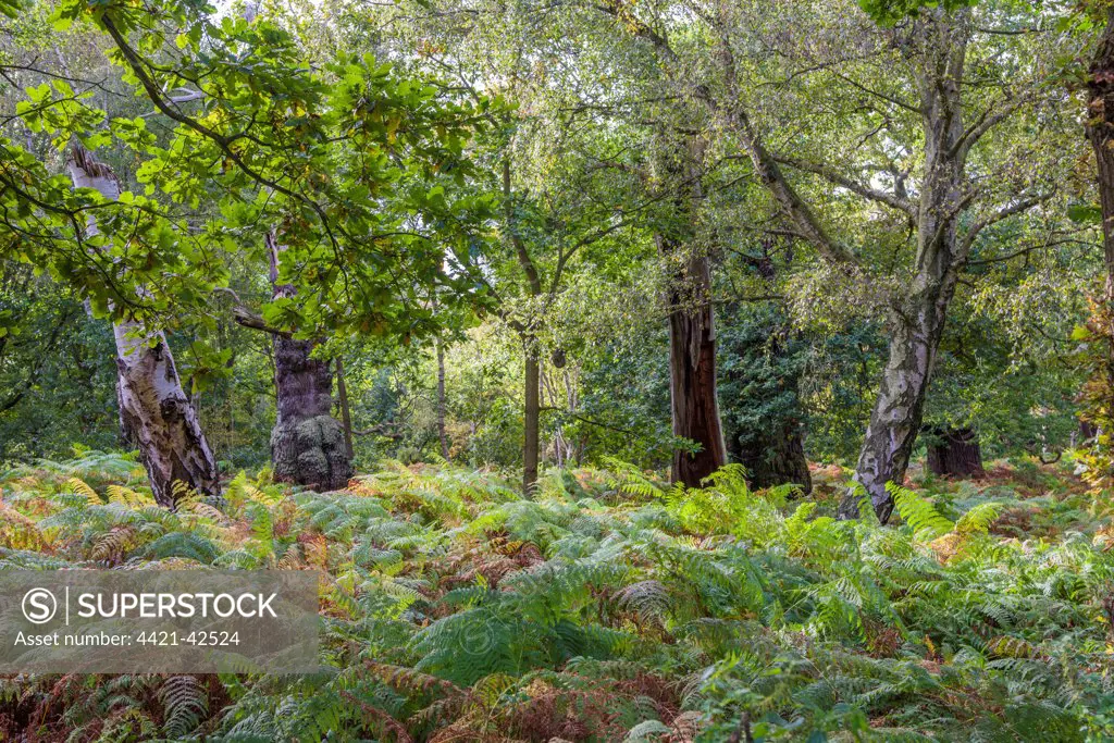 Common Oak (Quercus robur) with Silver Birch (Betula pendula) and bracken, growing in deciduous woodland habitat, Sherwood Forest National Nature Reserve, Edwinstowe, Nottinghamshire, England, October