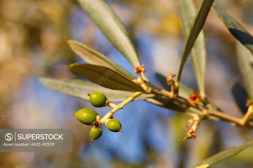 Olive (Olea europea) close-up of young fruit forming on tree, in grove, Bouches-du-Rhone, Provence, France, June