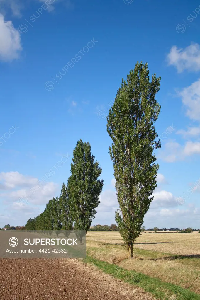 Lombardy Poplar (Populus nigra 'italica') habit, growing in row between fields on arable farmland, Bacton, Suffolk, England, September