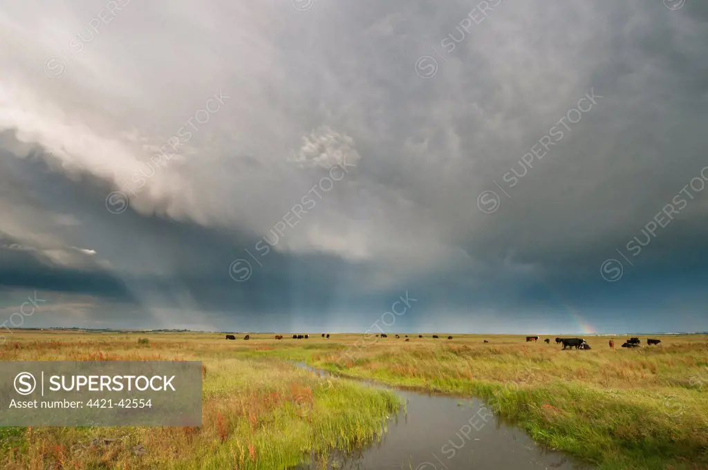 Stormclouds and rainbow over cattle in coastal grazing marsh habitat, Elmley Marshes National Nature Reserve, Isle of Sheppey, Kent, England, July