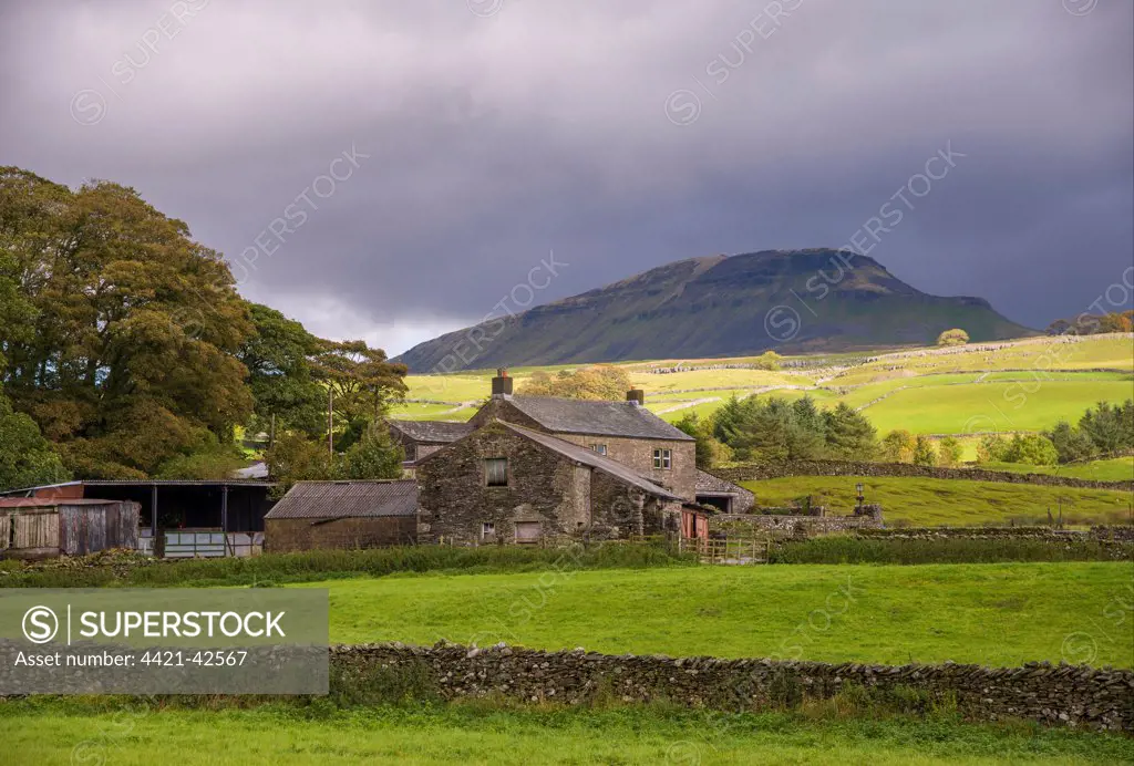 View of drystone walls, pasture and farmhouse, with Peny-y-ghent Hill in background, Horton, Ribblesdale, Yorkshire Dales N.P., North Yorkshire, England, October