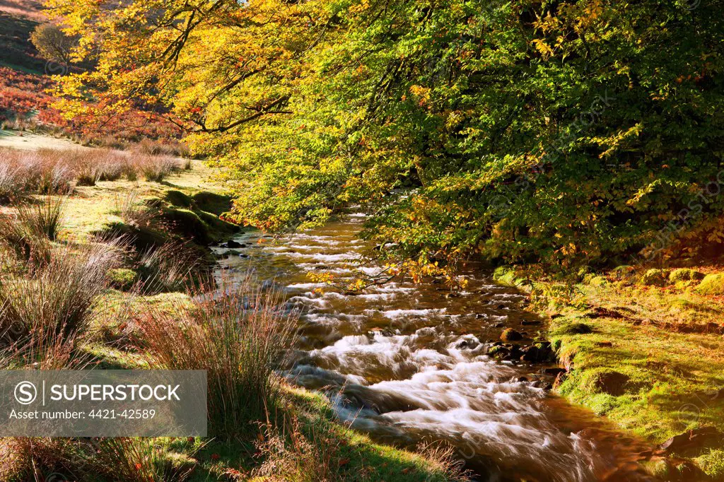 River and overhanging beech trees with leaves in autumn colours, Hoar Oak Water, Exmoor N.P., Somerset, England, October