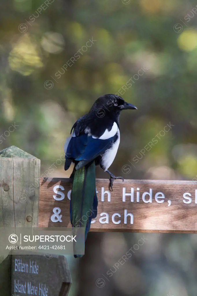 Common Magpie on path sign at RSPB Minsmere Suffolk. Note the excellent tail detail.