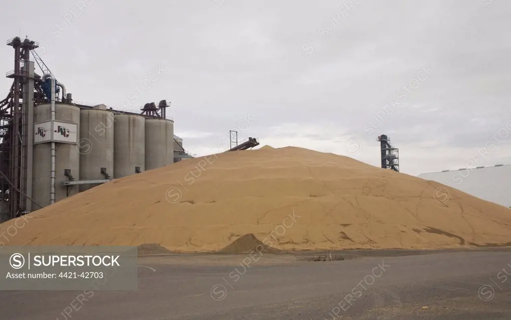 Soya Bean (Glycine max) harvested crop, dumped on ground beside full bins during harvest, James Valley Grain, North Dakota, U.S.A., October