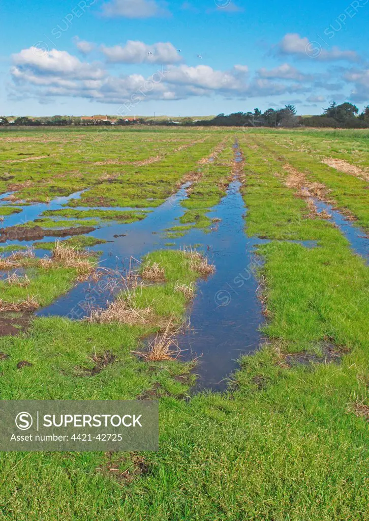 View across newly created 'Higher Level Stewardship' scheme land on former arable field, with flooding due to deliberate rise in water table, Norfolk, England, October