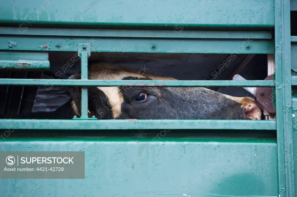 Livestock market, cull dairy cow, looking out from livestock lorry at market, Darlington Auction Mart, Darlington, County Durham, England, October