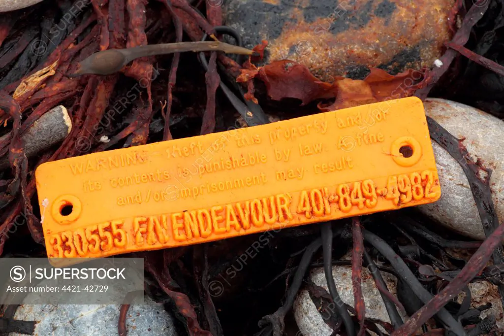 American lobster trap tag washed up on beach strandline, Chesil Beach, Dorset, England, October