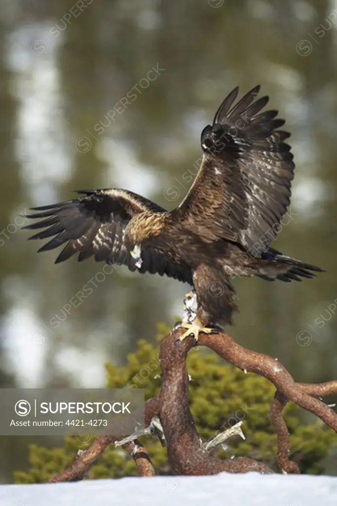 Golden Eagle (Aquila chrysaetos) adult male, landing on snag, feeding on Rock Ptarmigan (Lagopus mutus) prey, Norway