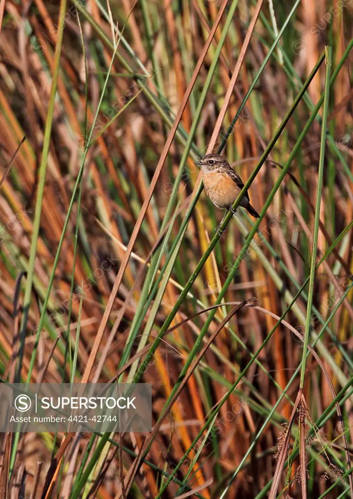 Siberian Stonechat (Saxicola maurus) adult female, perched on stem in wetland, Veal Krous, Cambodia, January