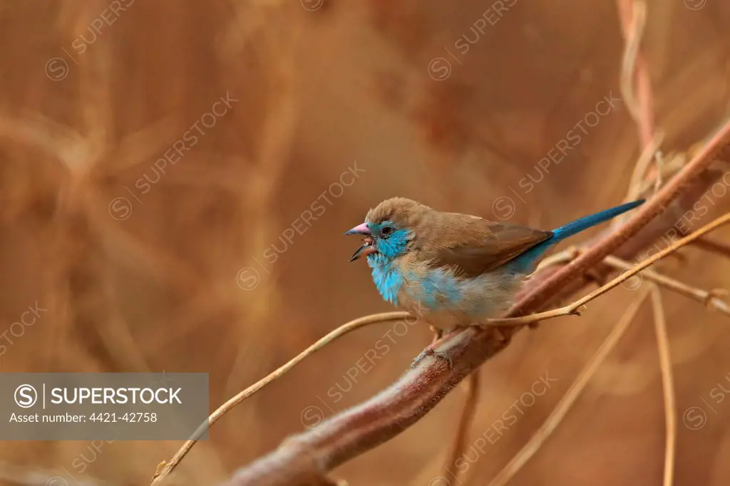 Red-cheeked Cordon-bleu (Uraeginthus bengalus) adult female, calling, perched on stem, Gambia, January