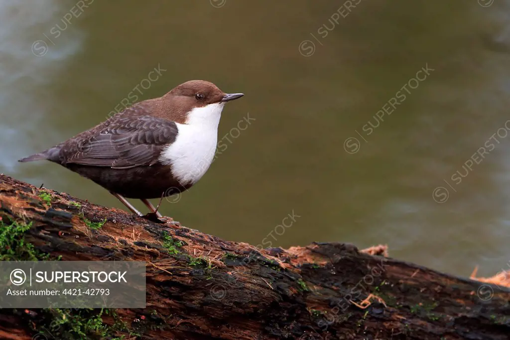 Black-bellied Dipper (Cinclus cinclus cinclus) adult, perched on log at edge of river, River Little Ouse, Thetford, Norfolk, England, January