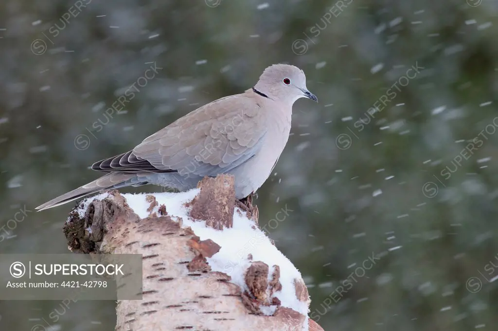 Eurasian Collared Dove (Streptopelia decaocto) adult, perched snow covered stump during snowfall, Warwickshire, England, January