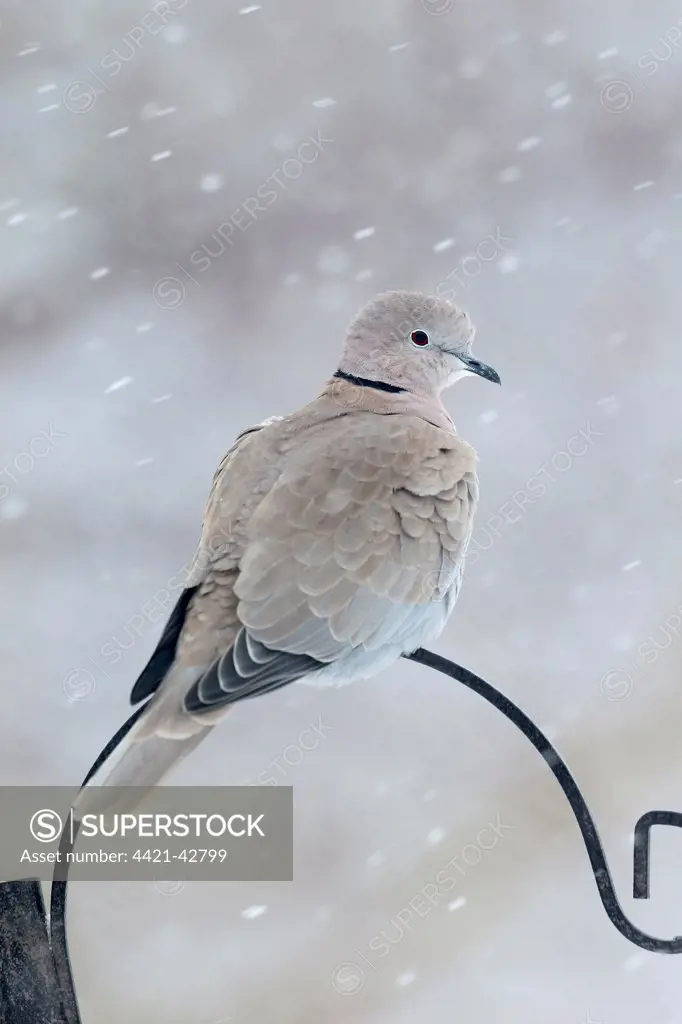 Eurasian Collared Dove (Streptopelia decaocto) adult, perched on birdfeeder stand in garden during snowfall, Warwickshire, England, January