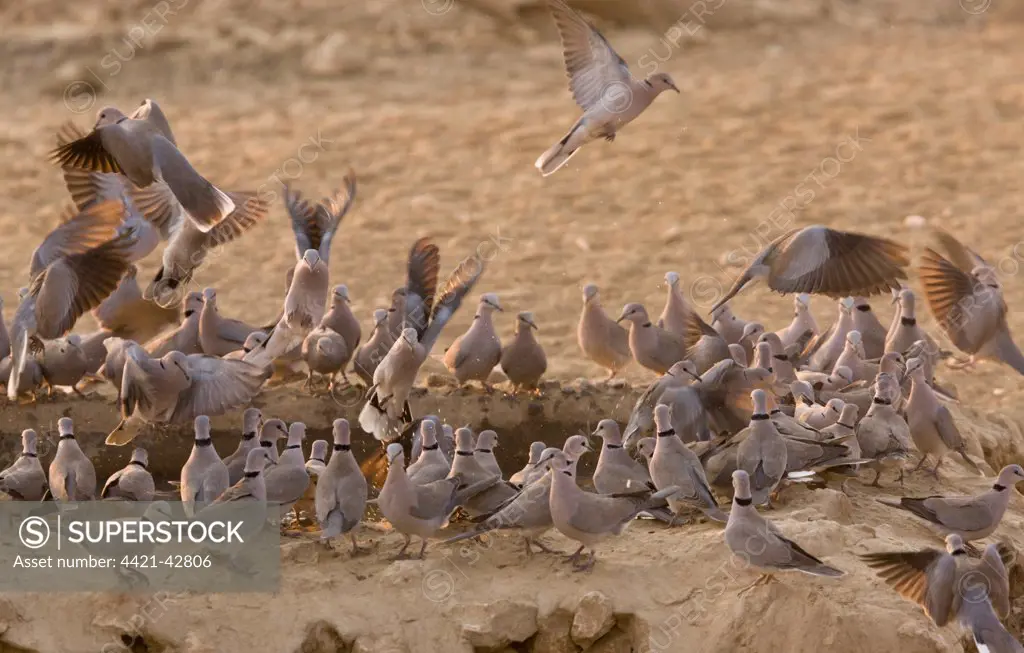 Cape Turtle-dove (Streptopelia capicola) adults, flock drinking at waterhole, Kalahari Desert, Kalahari Gemsbok N.P., Kgalagadi Transfrontier Park, Northern Cape Province, South Africa, August