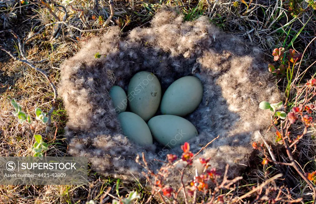 Common Eider (Somateria mollissima) five eggs, one very small, in down nest, Iceland, June