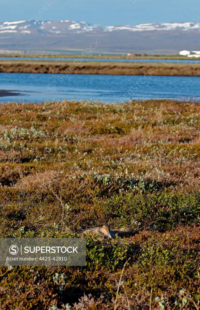 Common Eider (Somateria mollissima) adult female, sitting on nest in habitat, Iceland, June