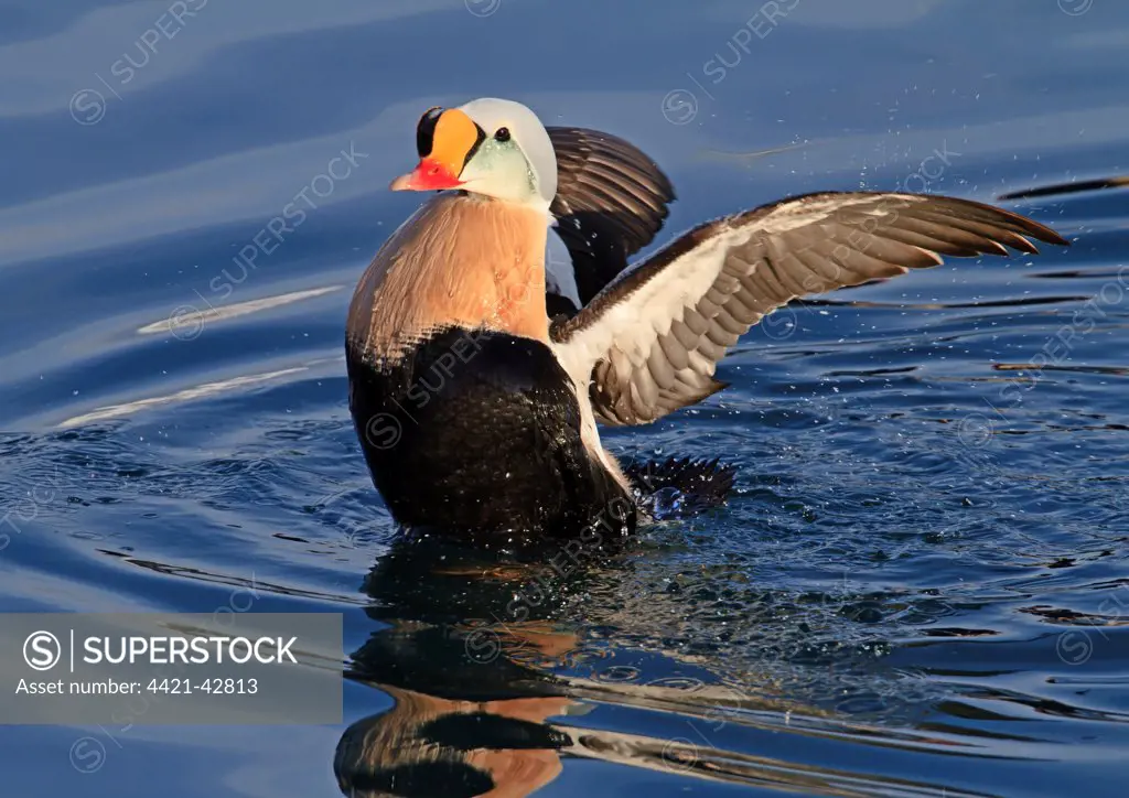 King Eider (Somateria spectabilis) adult male, breeding plumage, flapping wings after bathing at sea, Northern Norway, March