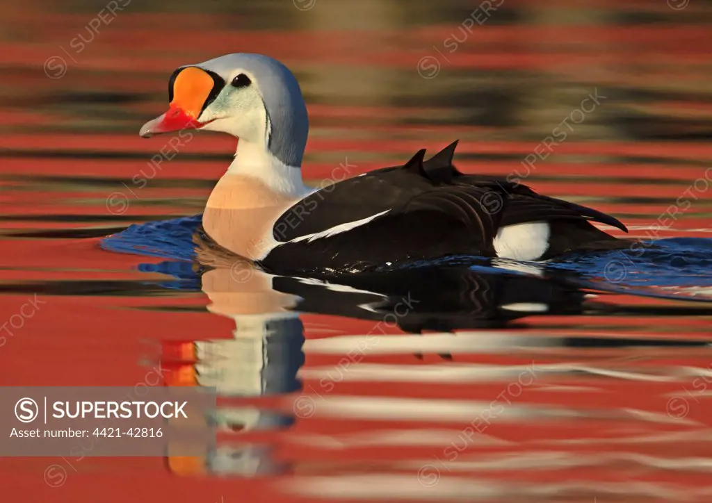 King Eider (Somateria spectabilis) adult male, breeding plumage, swimming at sea with reflections, Northern Norway, March